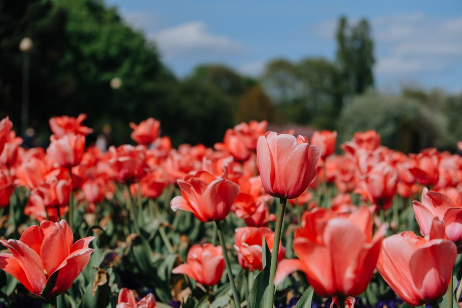 A vibrant field of blooming tulips in shades of coral and pink, with some petals showing subtle white accents. The flowers are arranged in a natural, densely packed cluster, with tall green stems and